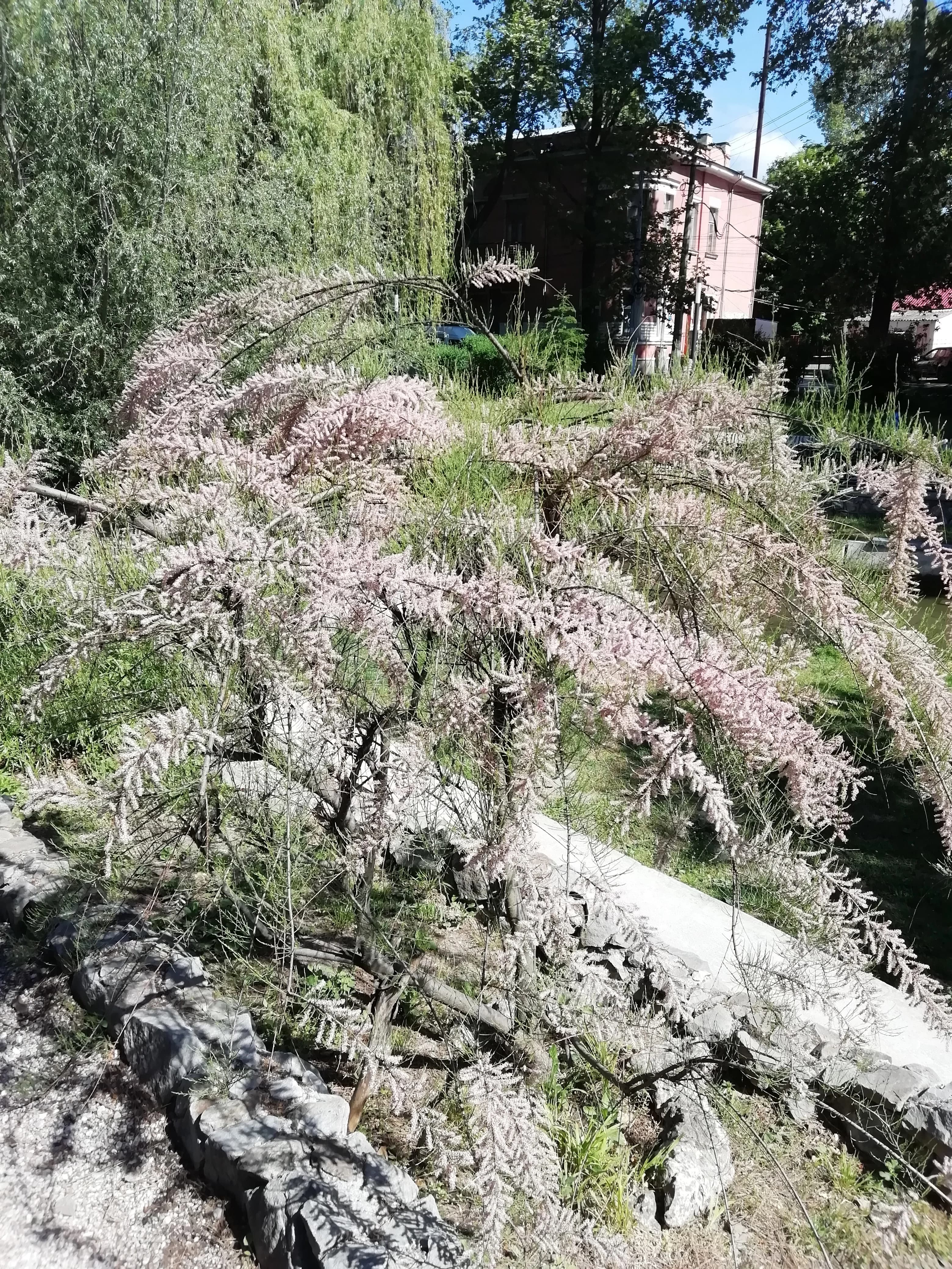 Привычный тамарикс в непривычной форме дерева.