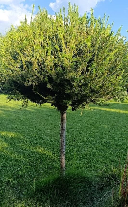 Лиственница европейская (Larix decidua)