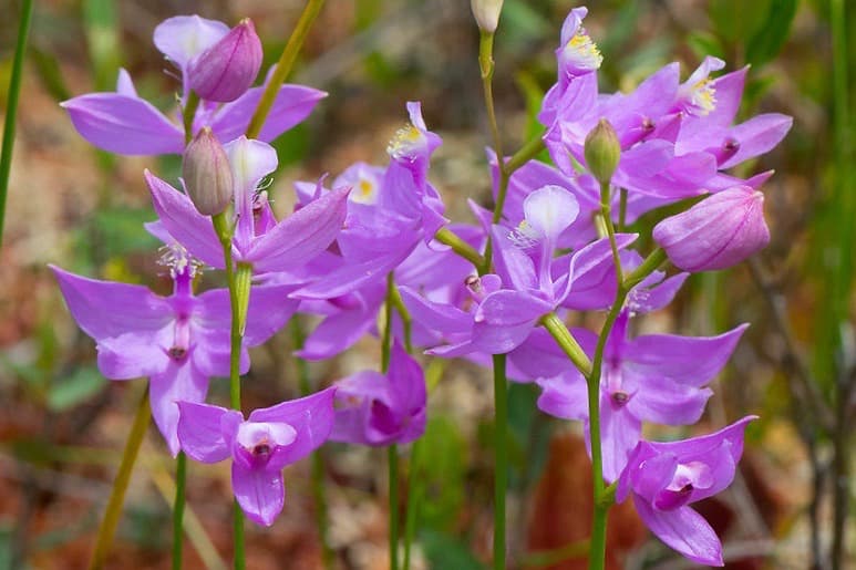 Calopogon tuberosus (Трава розовая)