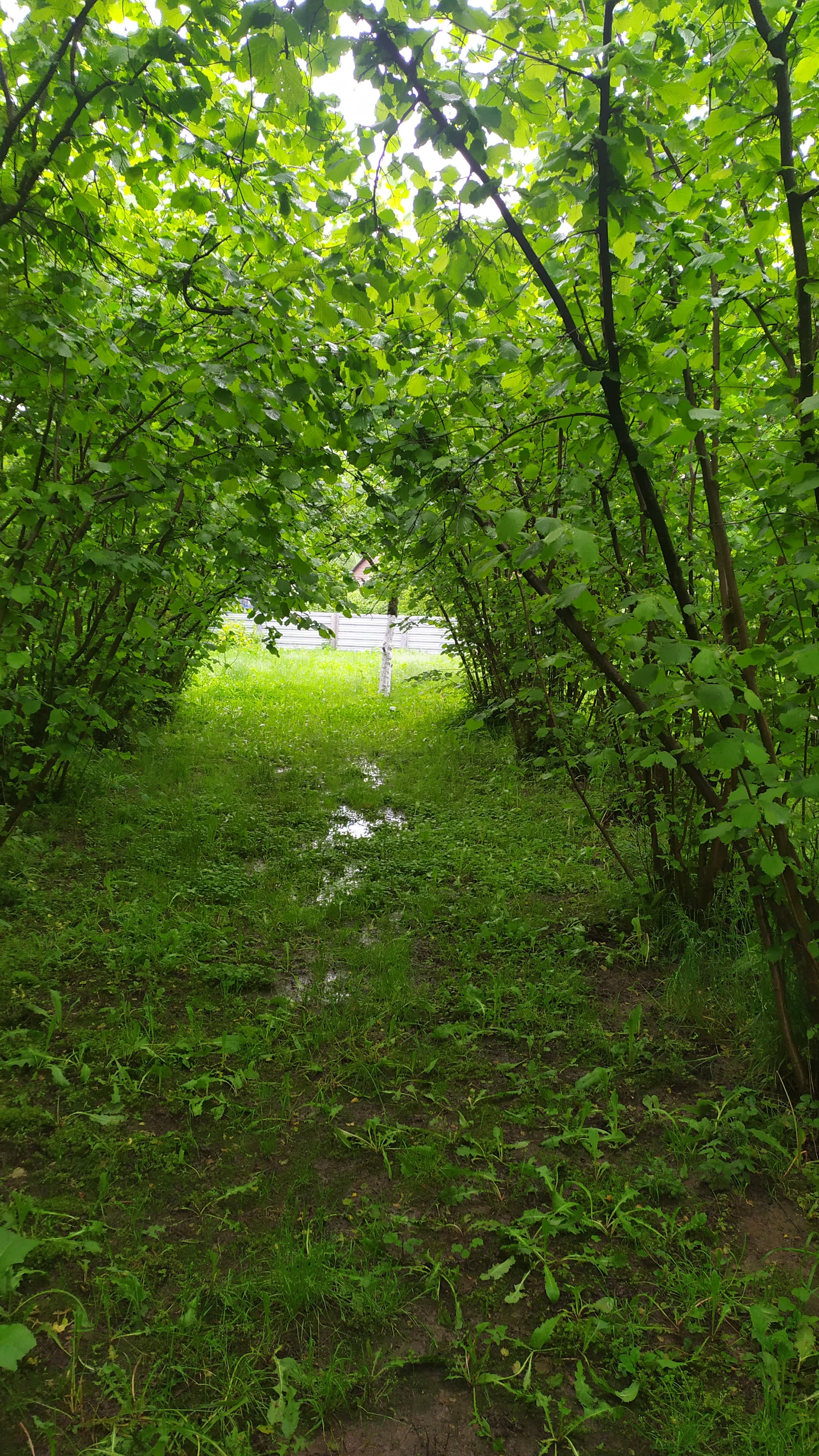 Делаем тенистый сад из фундука