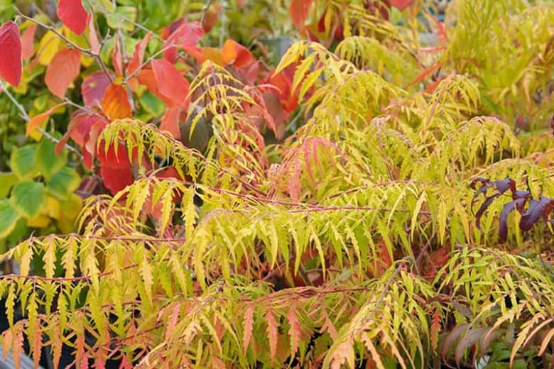 Rhus Tiphina Tiger Eyes