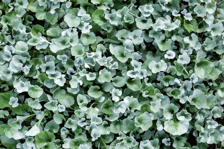Dichondra argentea 'Silver Falls' (Серебряная никелевая лоза)