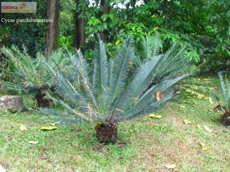 Cycas panzhihuaensis