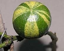 Citrus aurantium Fasciata