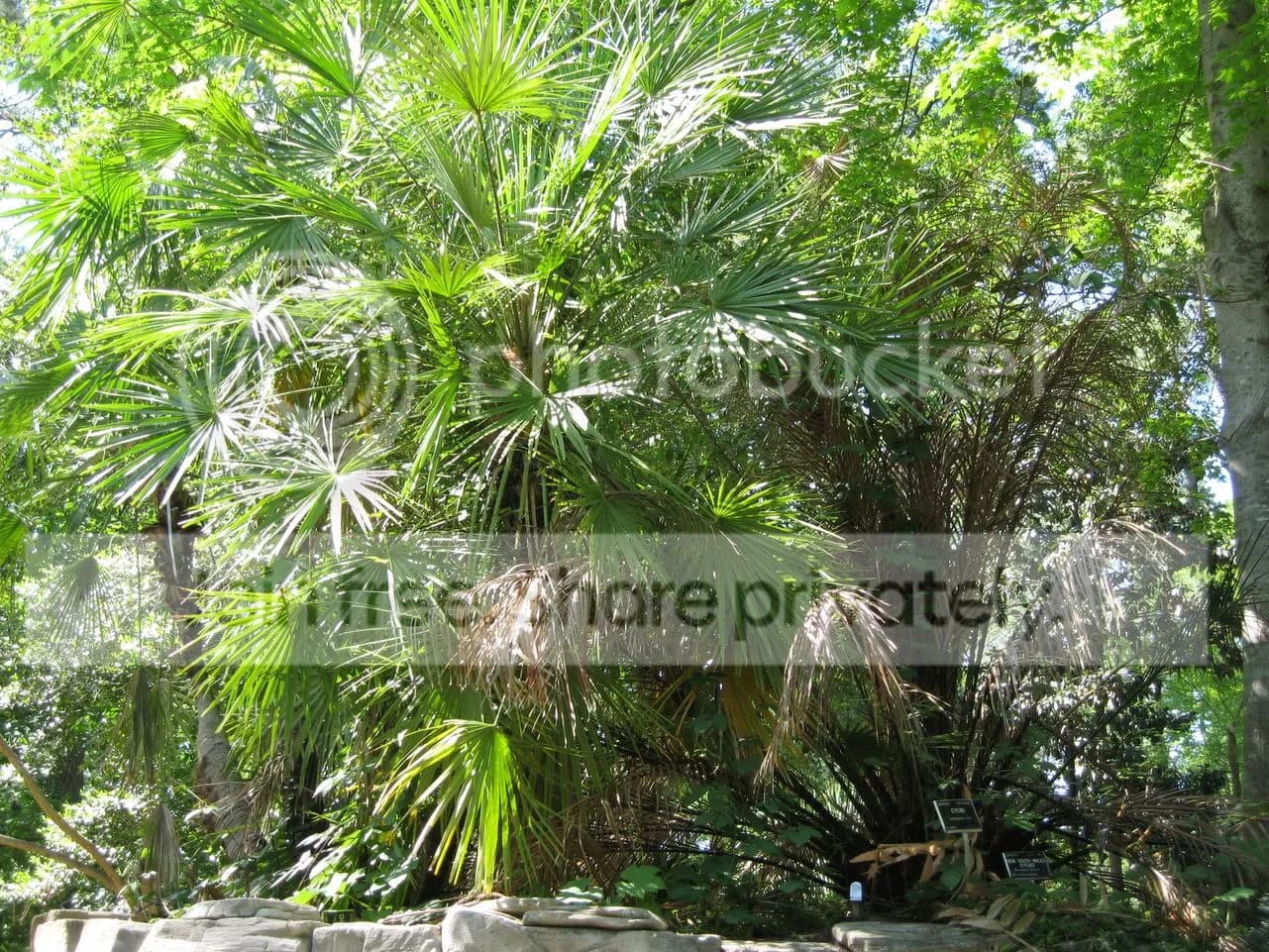 Comment images