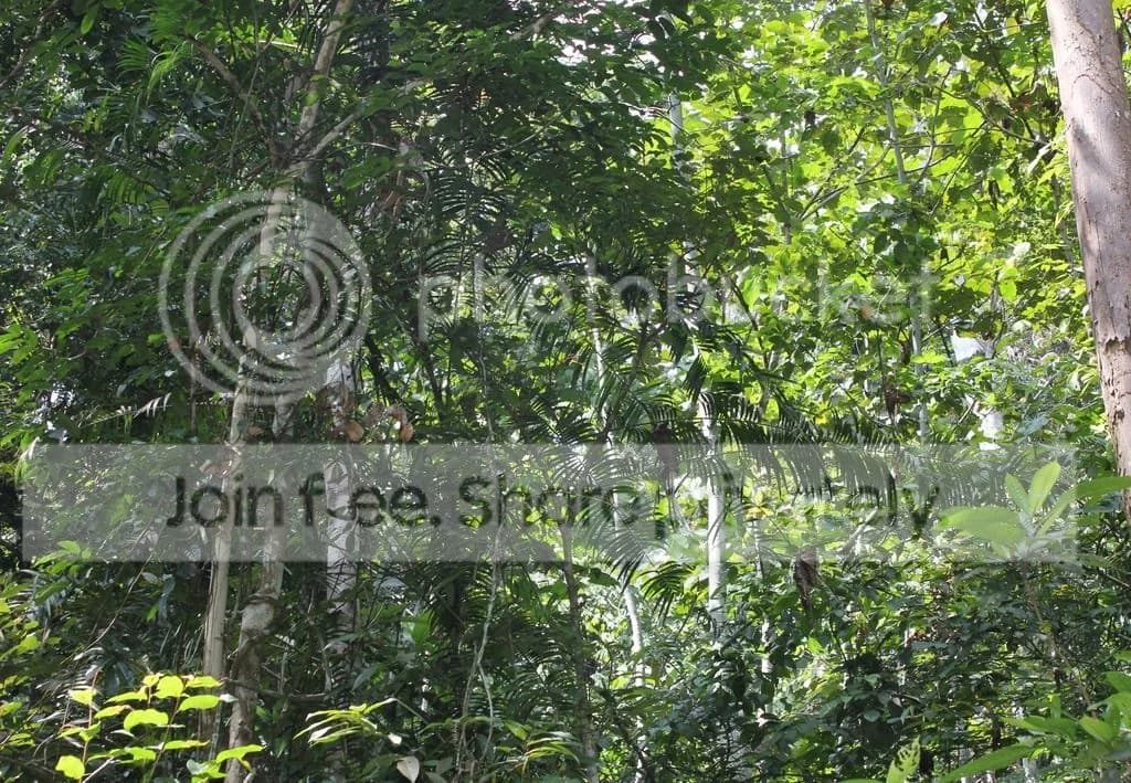 Comment images