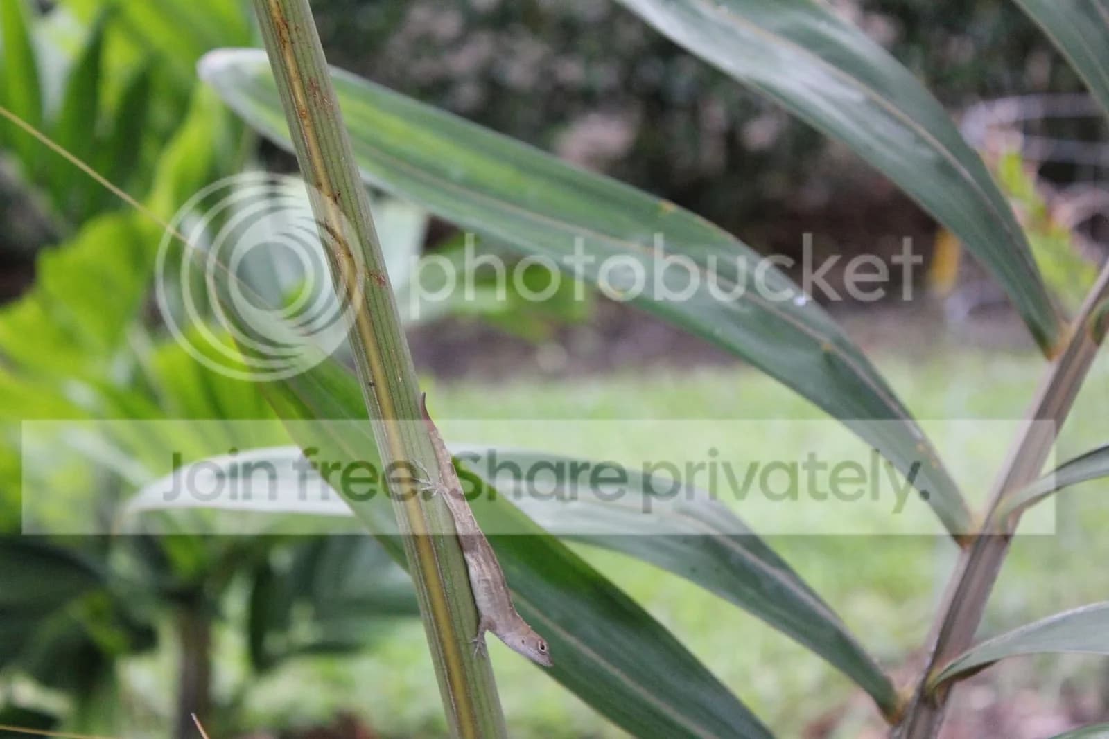 Comment images