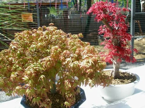 Comment images