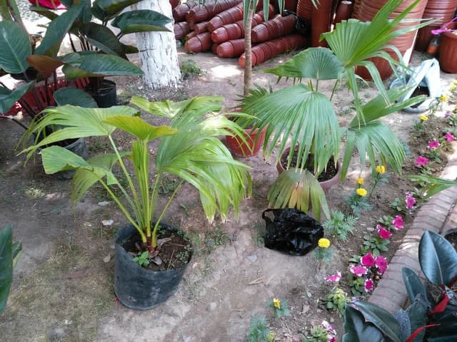 Comment images
