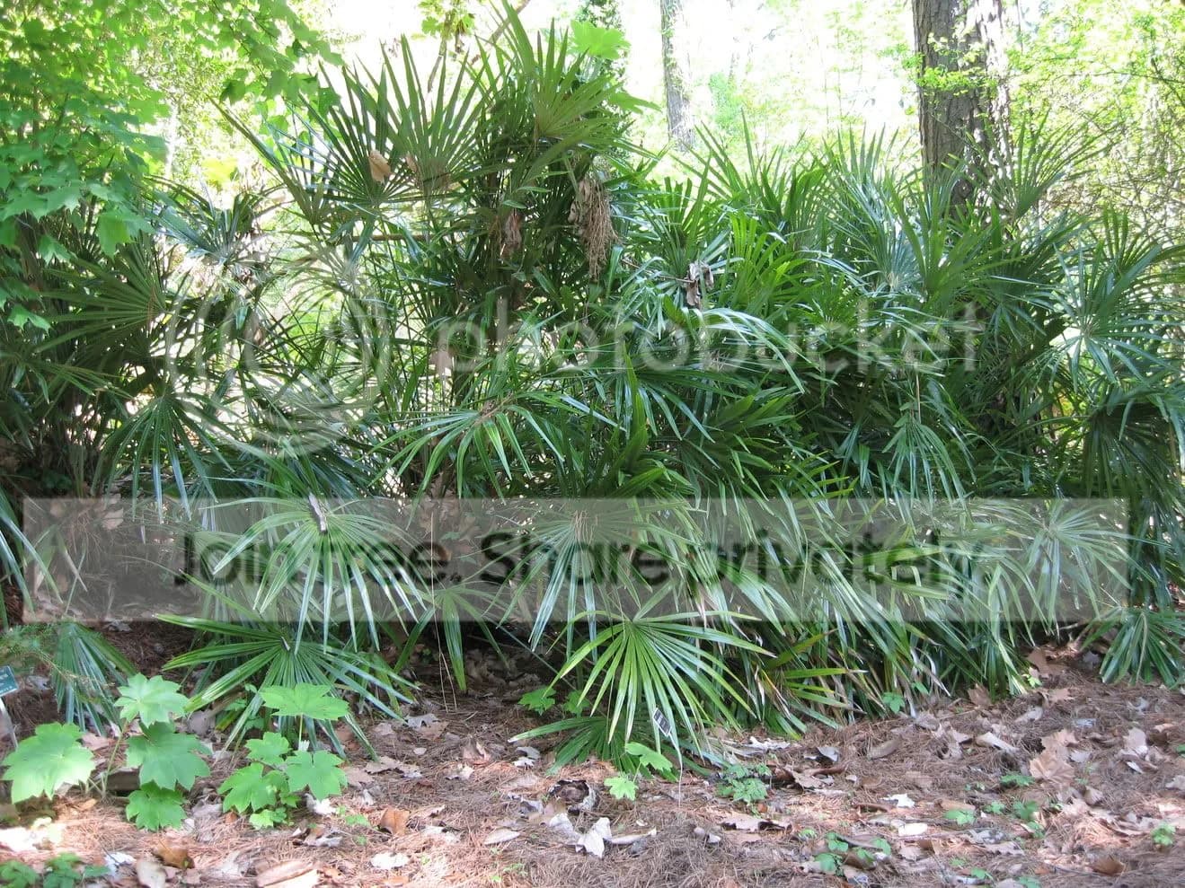 Comment images