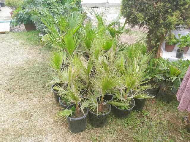 Comment images