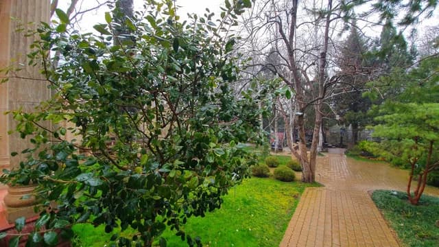 Comment images