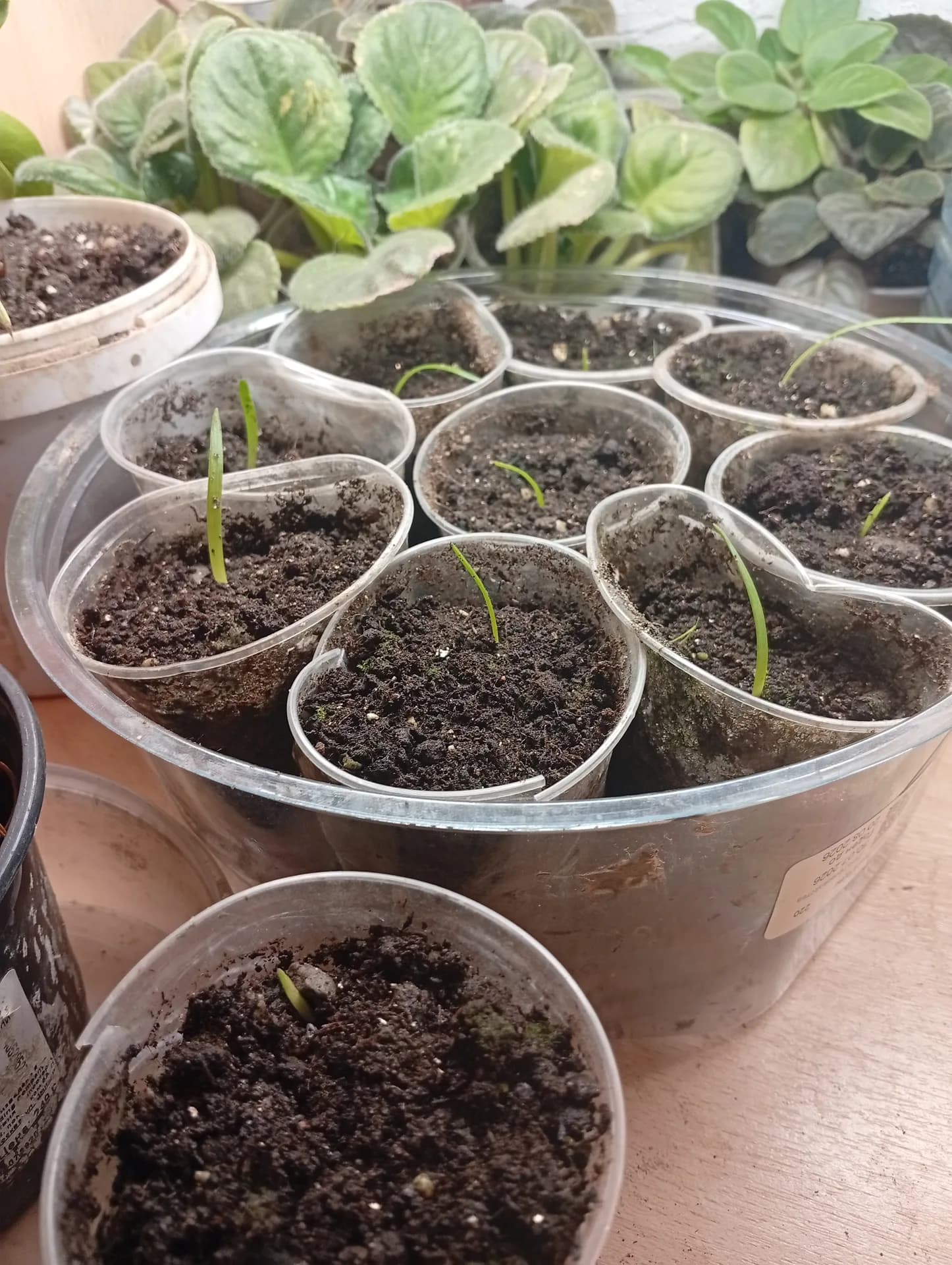 Гипераструм из семян радует всходами.