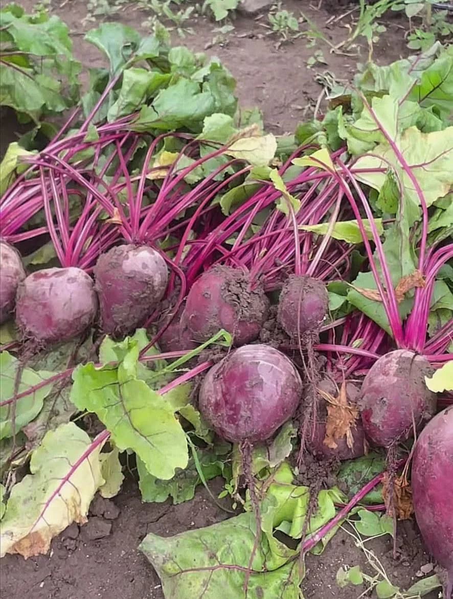 Свёкла получилась лучше моркови