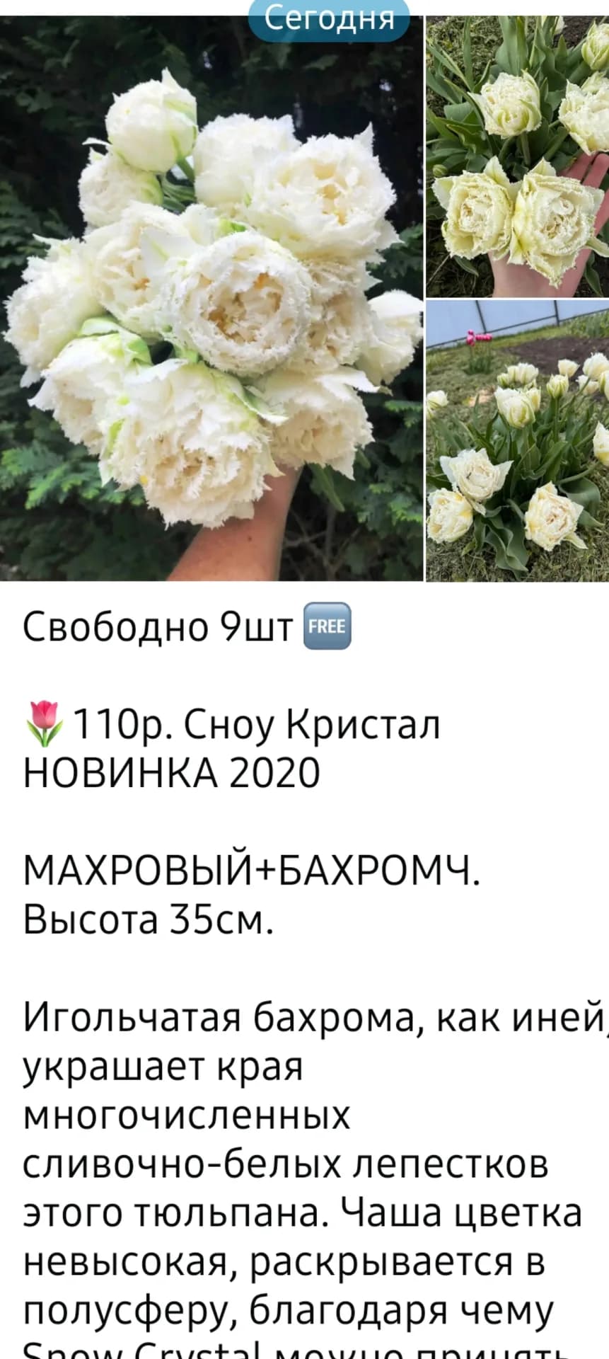 В последний вагон с луковичными.