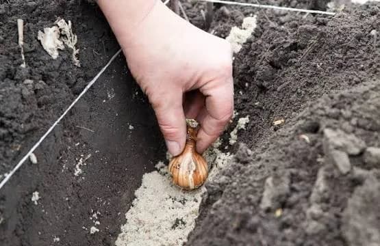 Осеннее украшение сада