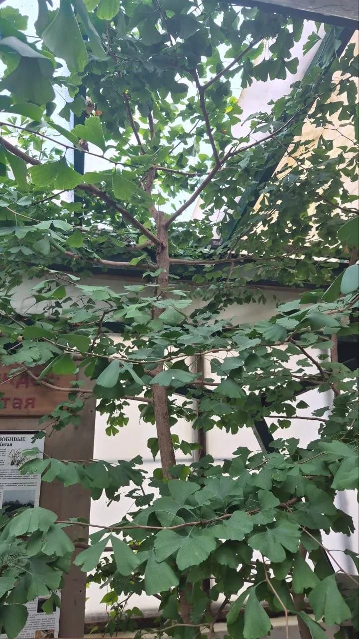 Гинкго двулопастное: дереву уже 16 лет