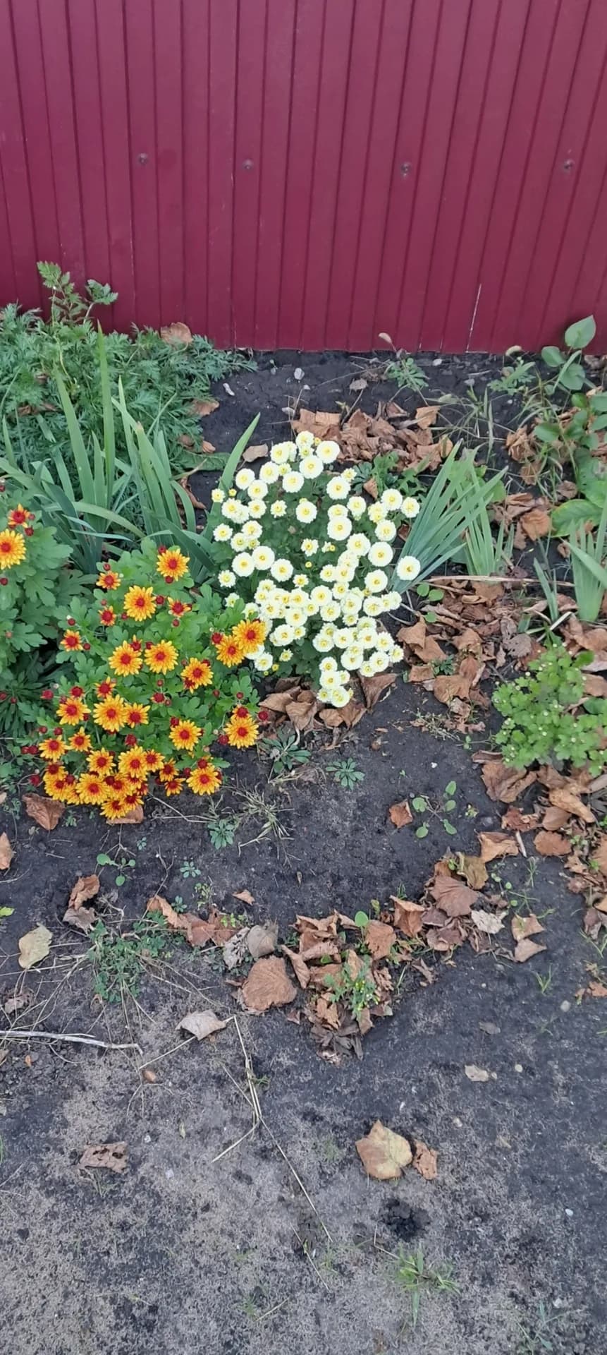 Хризантемы удивили своей окраской.