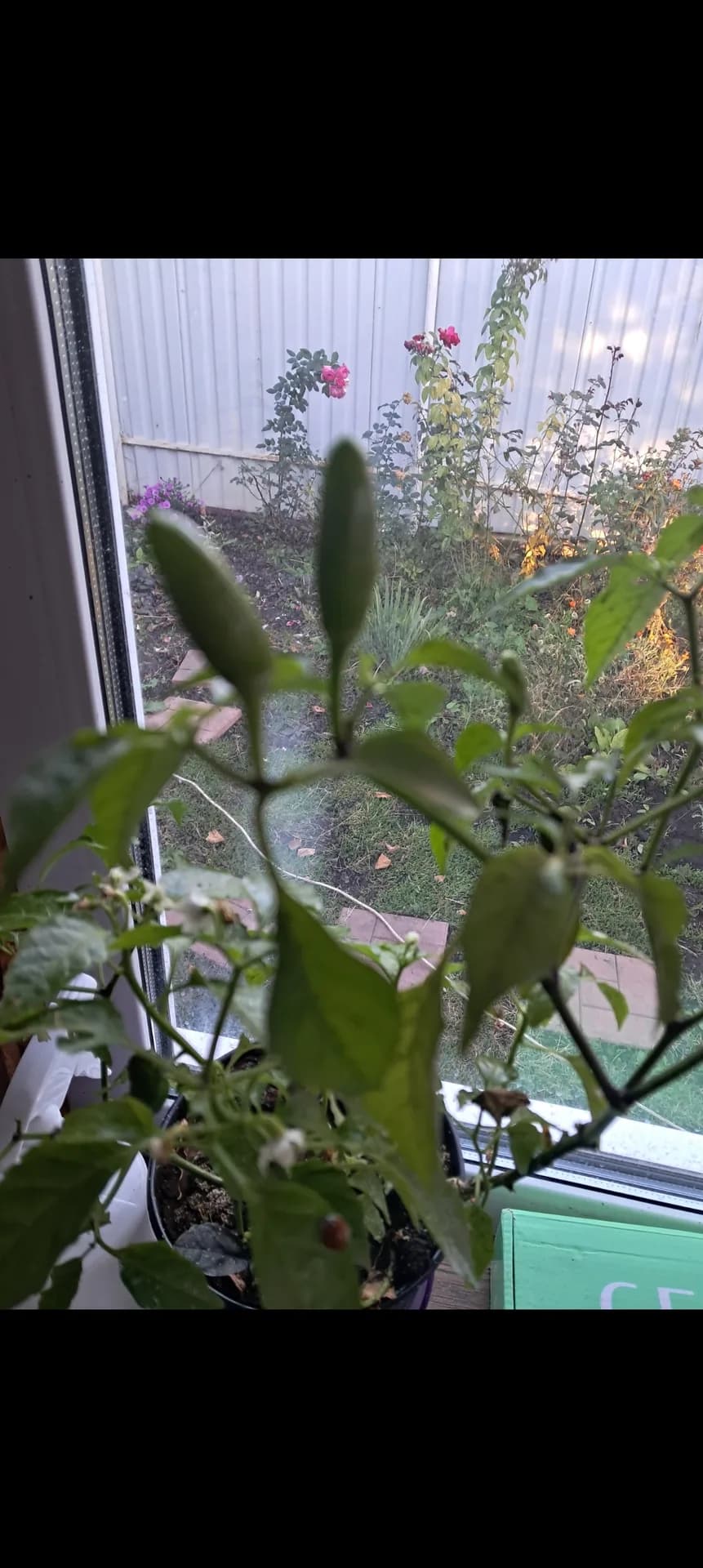Острый перчик, выросший за время нашего отпуска, образовал плоды.