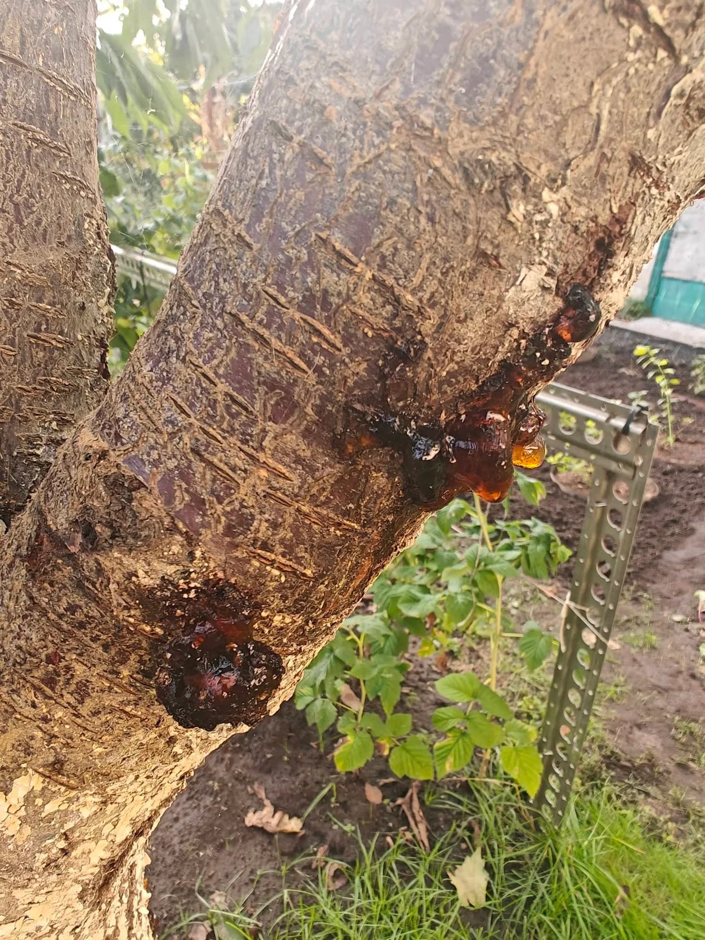 Камедь на черешне. Буду искать причину