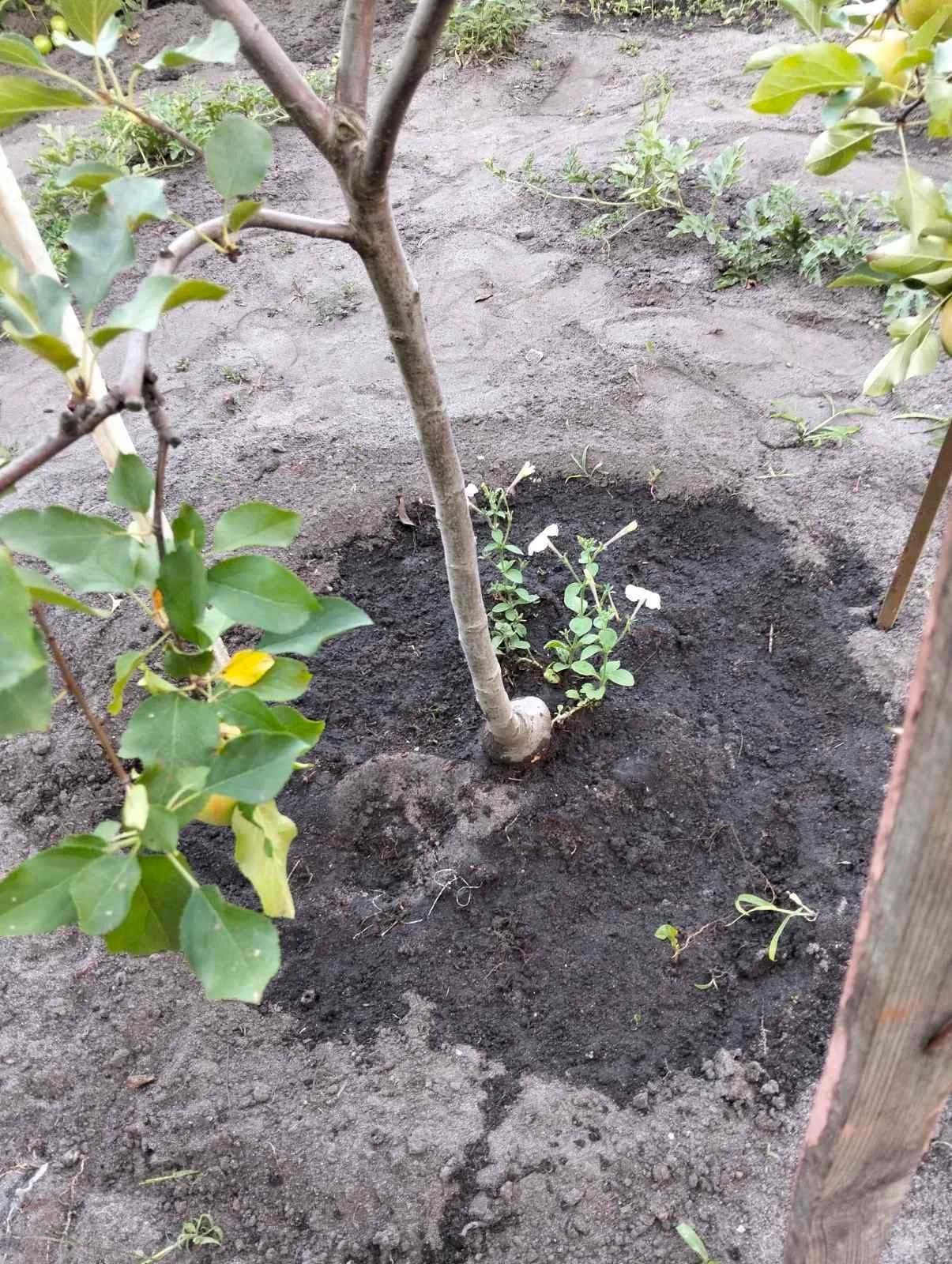 Яблоня на карликовом подвое: маленькое дерево, большой урожай