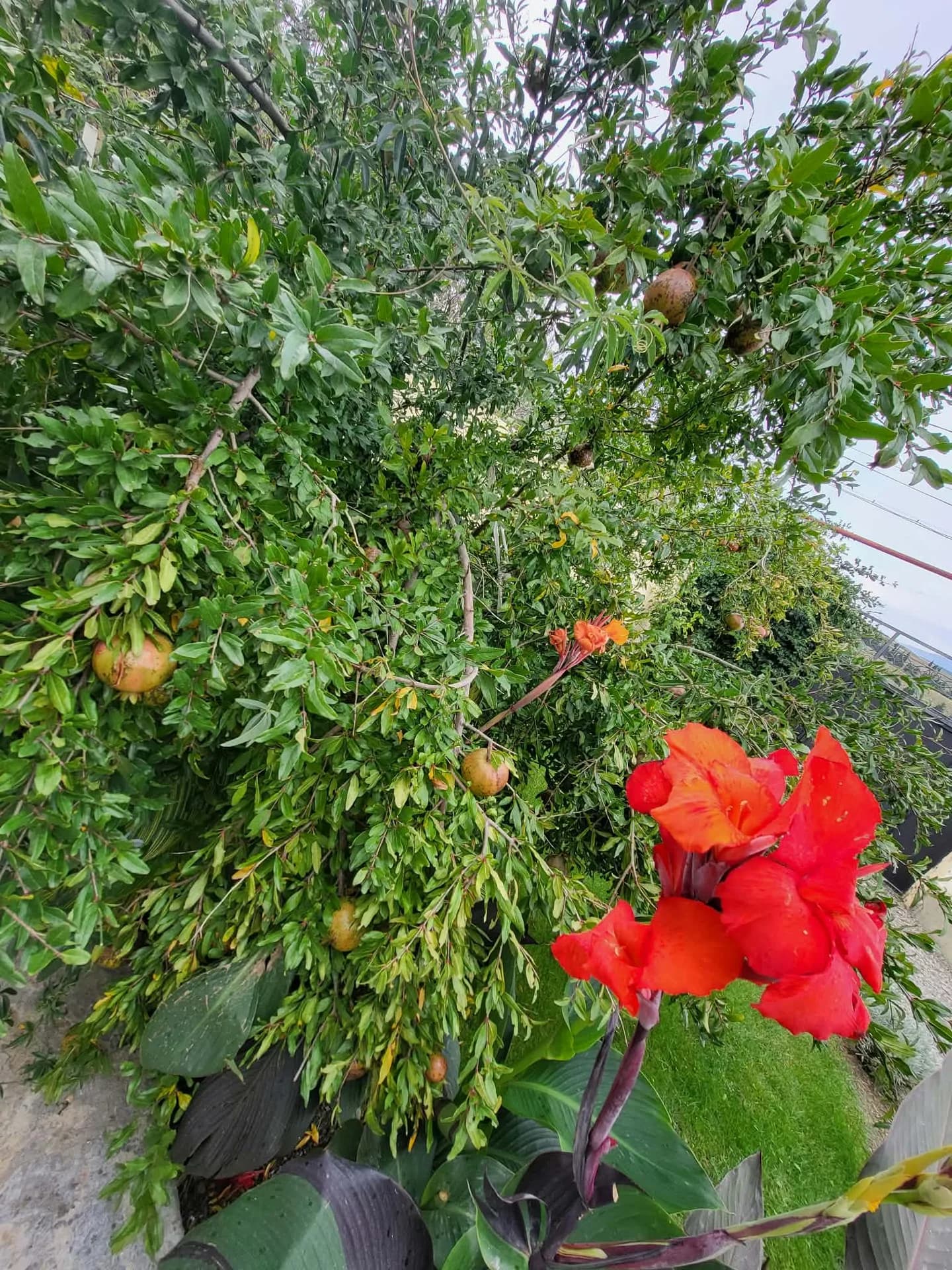 Цветы пассифлоры на гранате