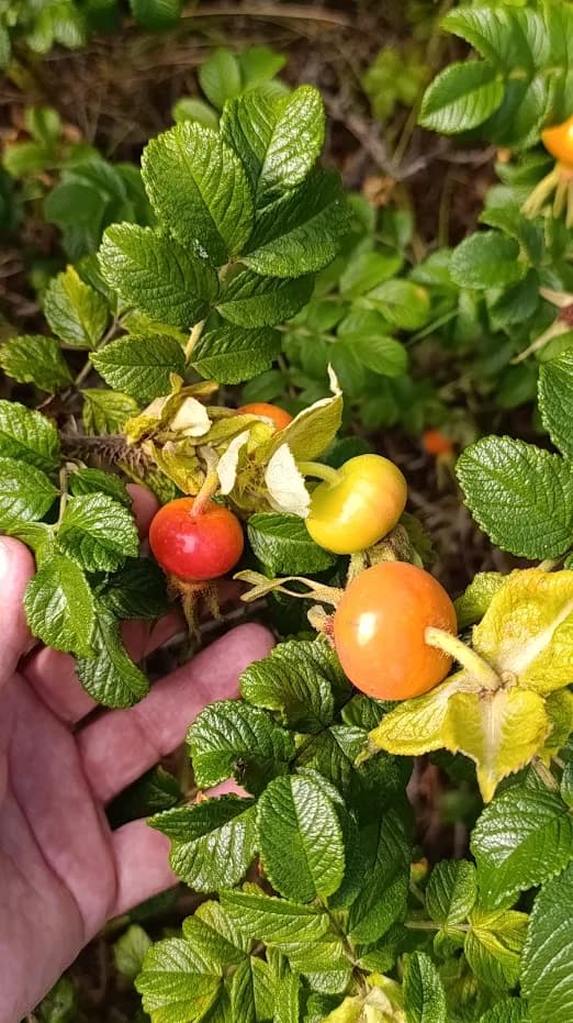 Шиповник, который я теперь хочу и себе