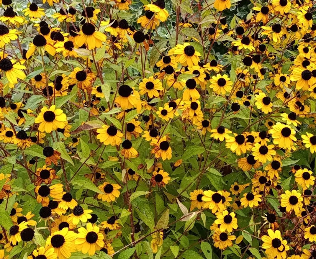 Рудбекия дождалась своего времени