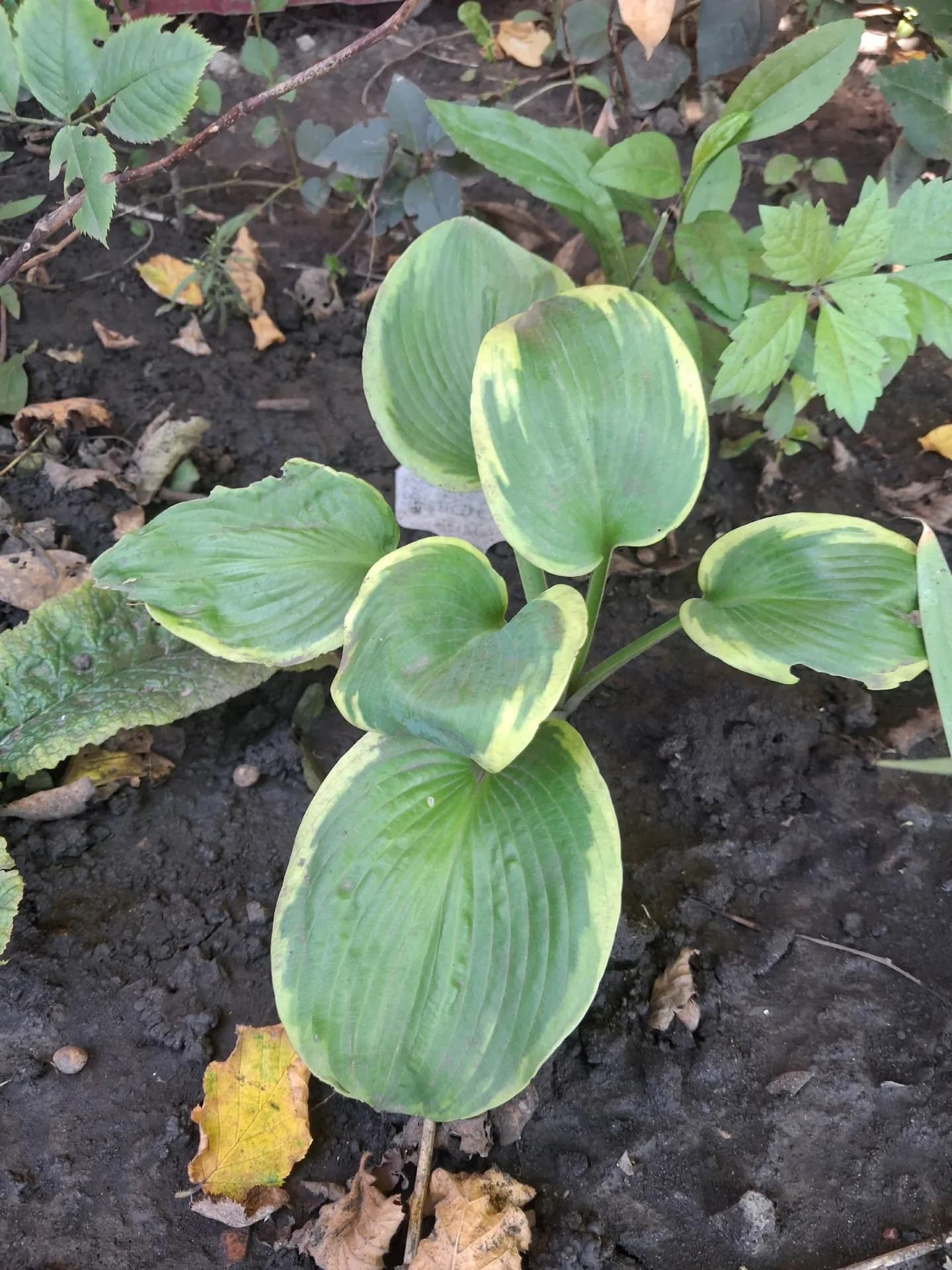 Хоста Фрэнсис Вильямс, что купила и что выросло.
