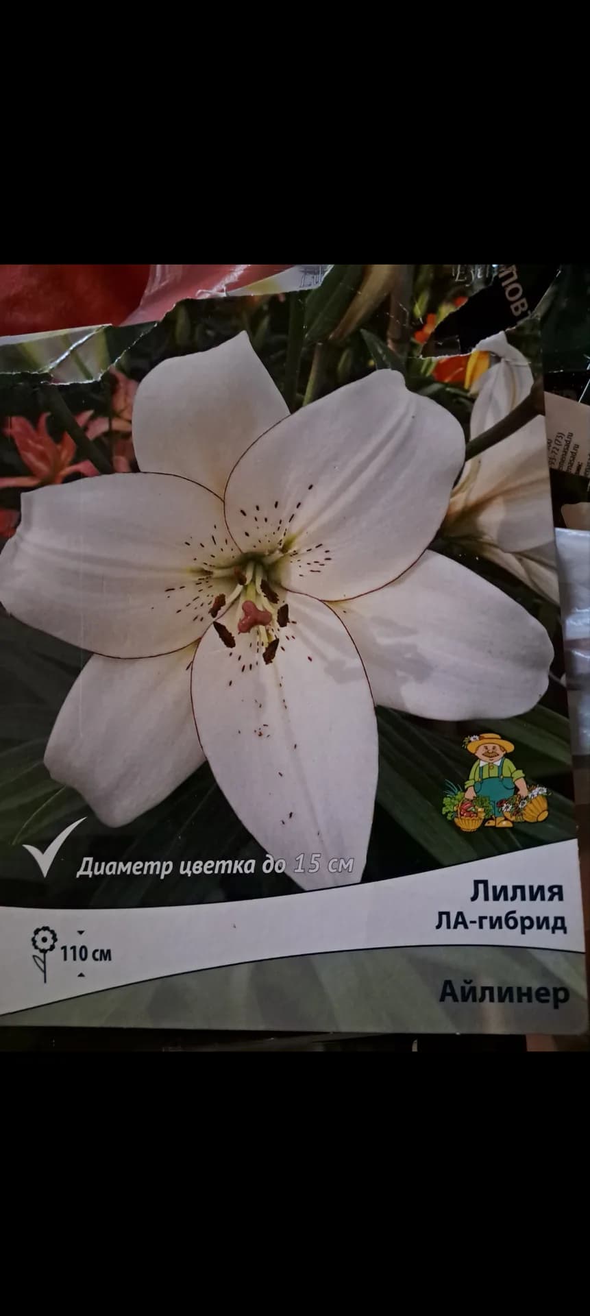 Айлинер появилась спустя пару лет.