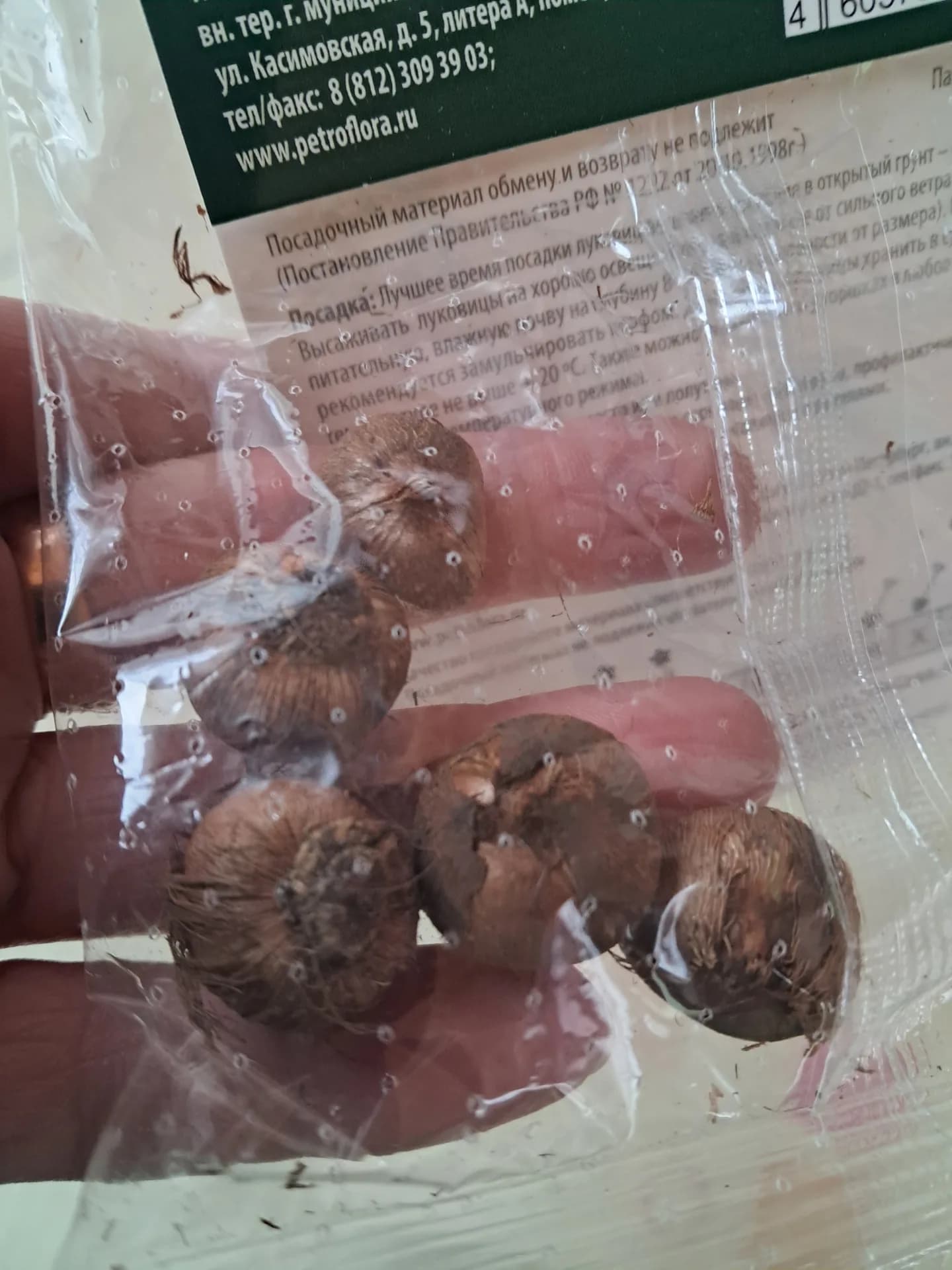 Крокус Файрфлай - моя новая покупочка.