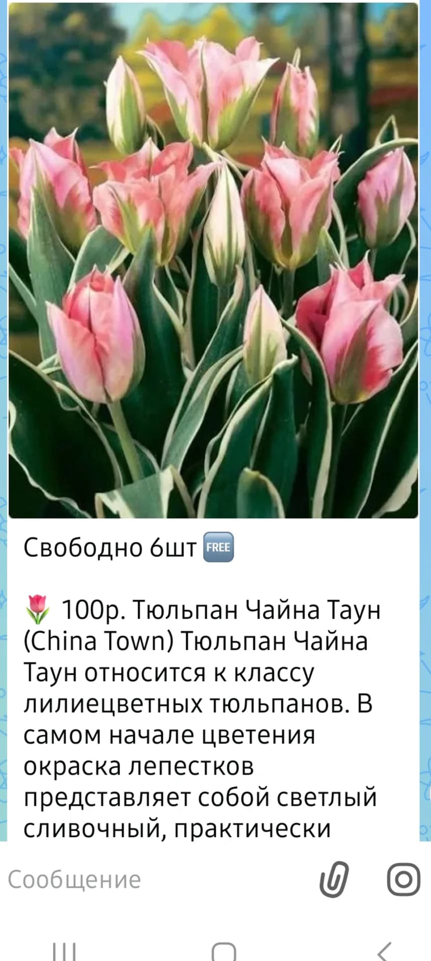 В последний вагон с луковичными.