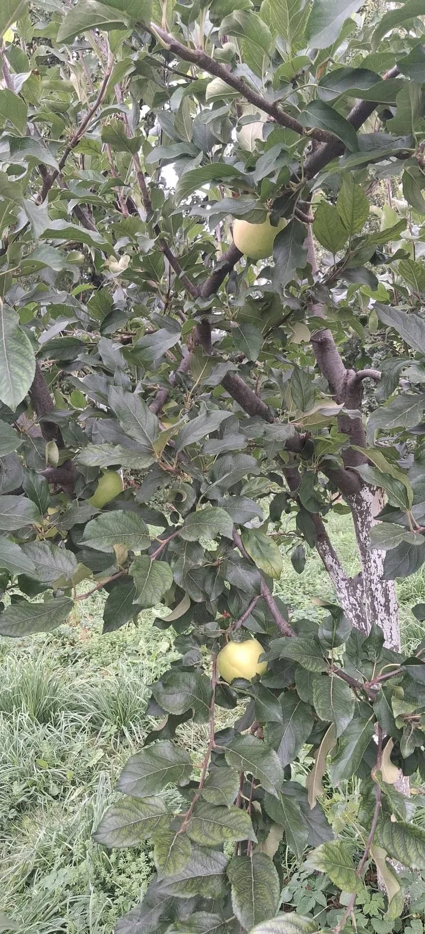 Яблоня сорта Целесте