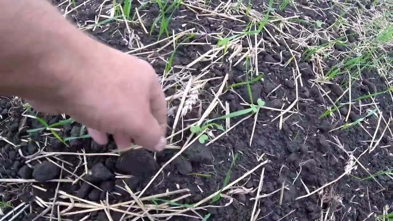 Когда сеять сидераты осенью