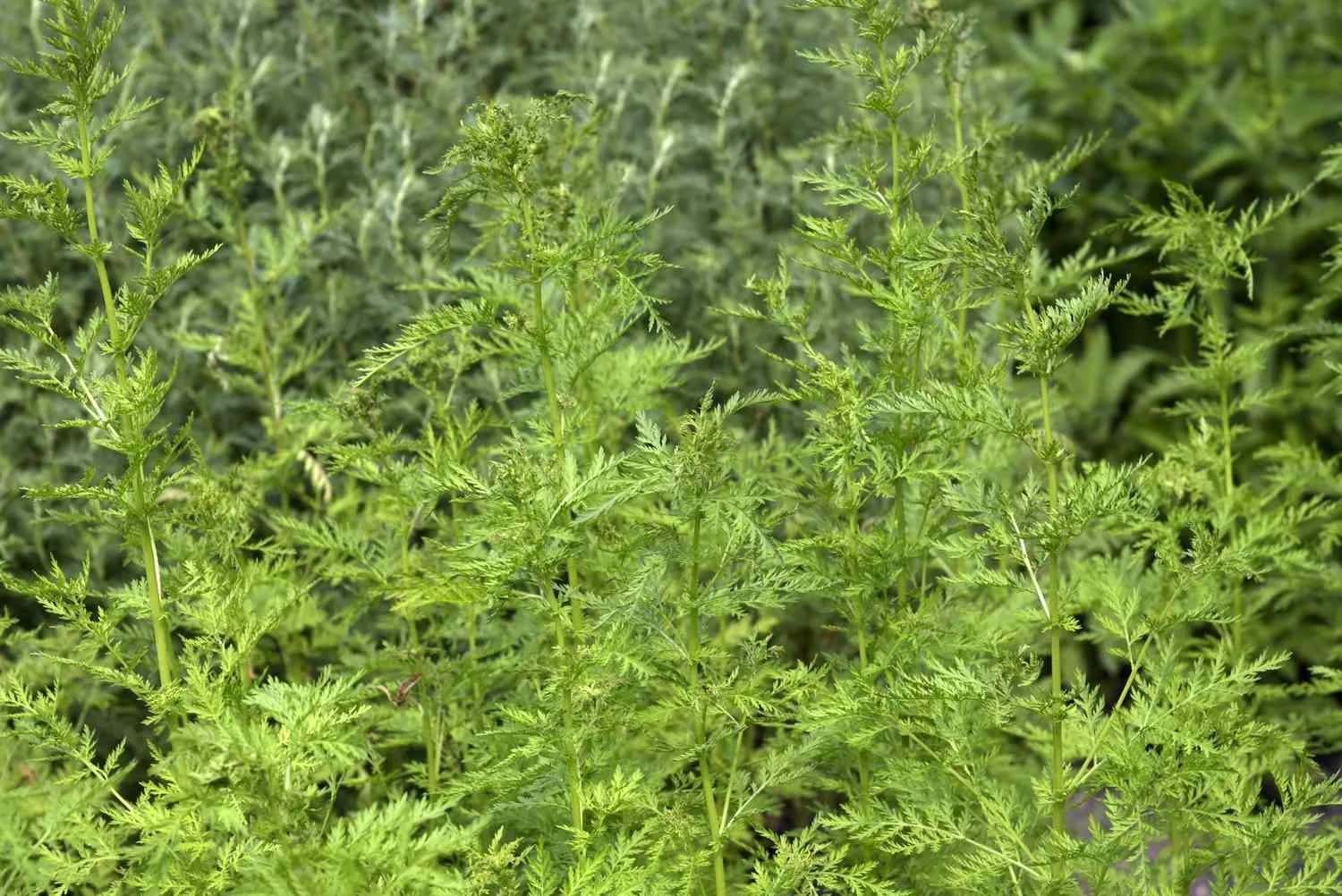 Полынь однолетняя, артемизия однолетняя (Artemisia Annua)