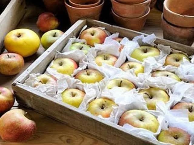 Сбор яблок для хранения