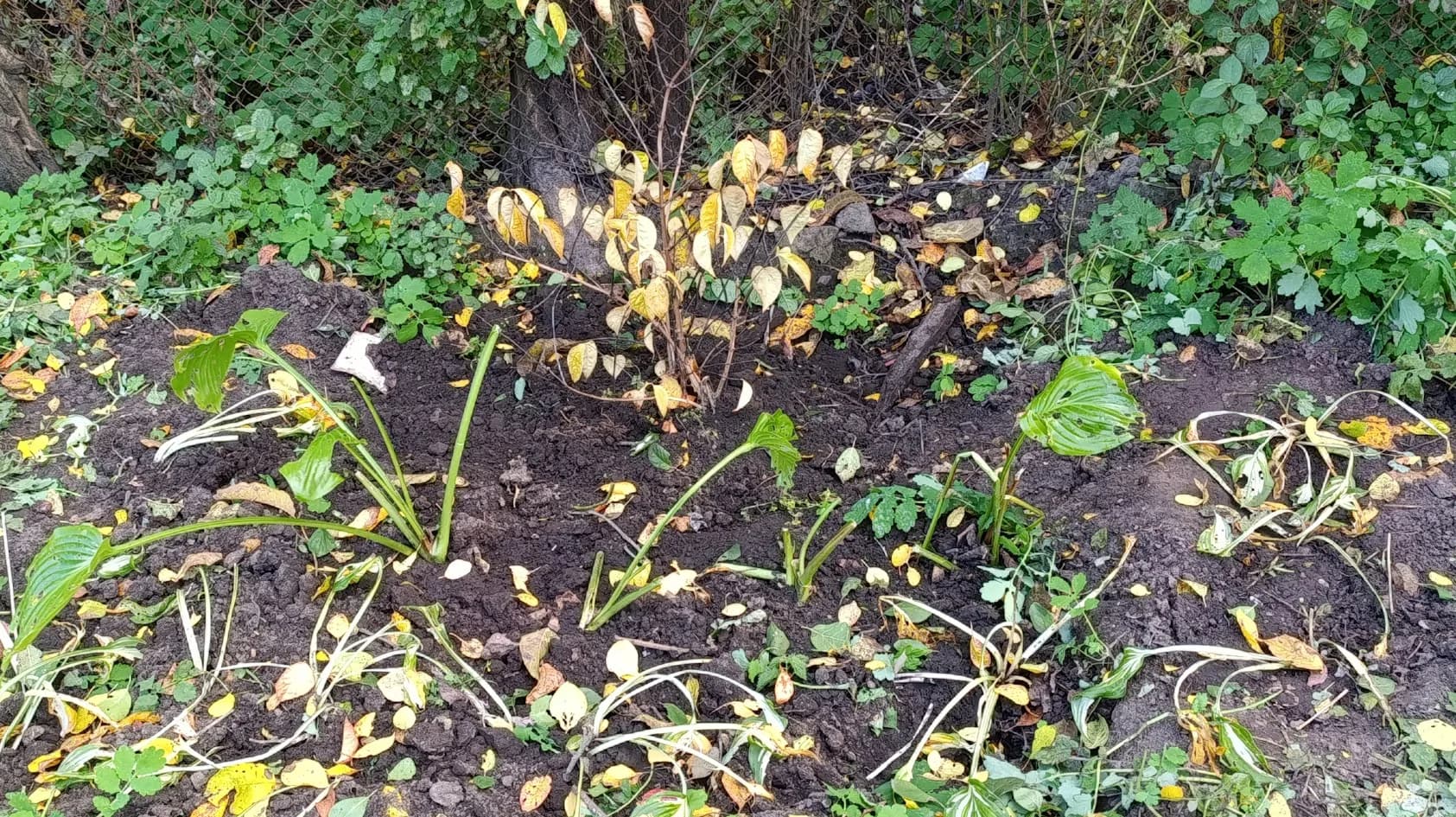 Небольшое пополнение в моем саду