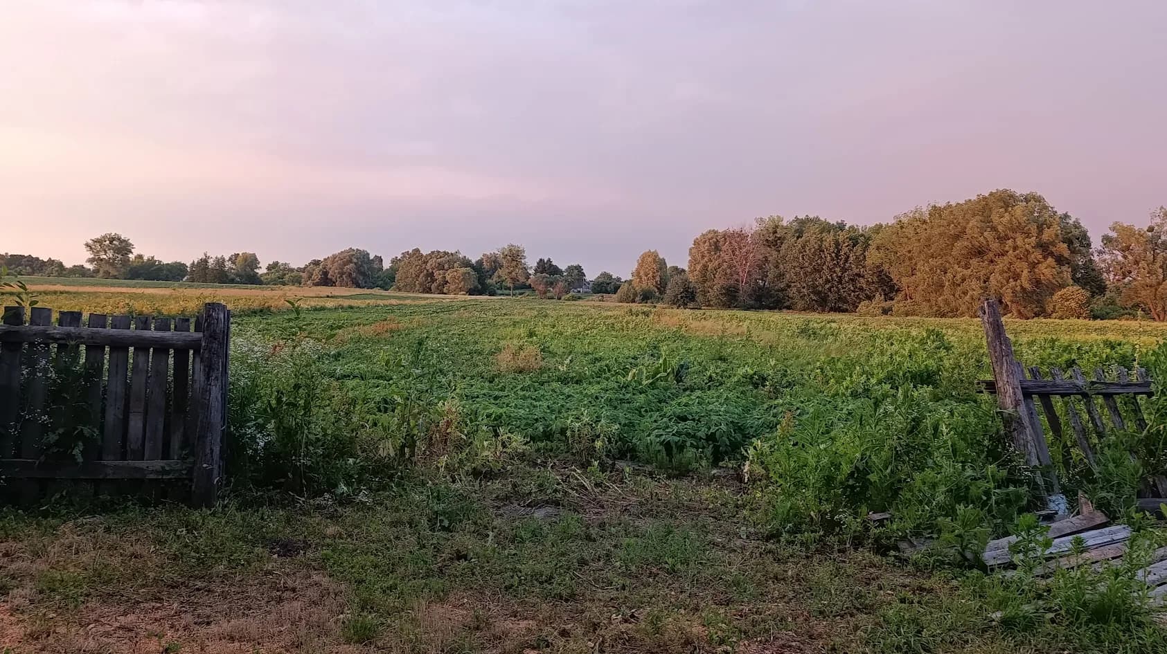 Срезали старую вишню на краю сада