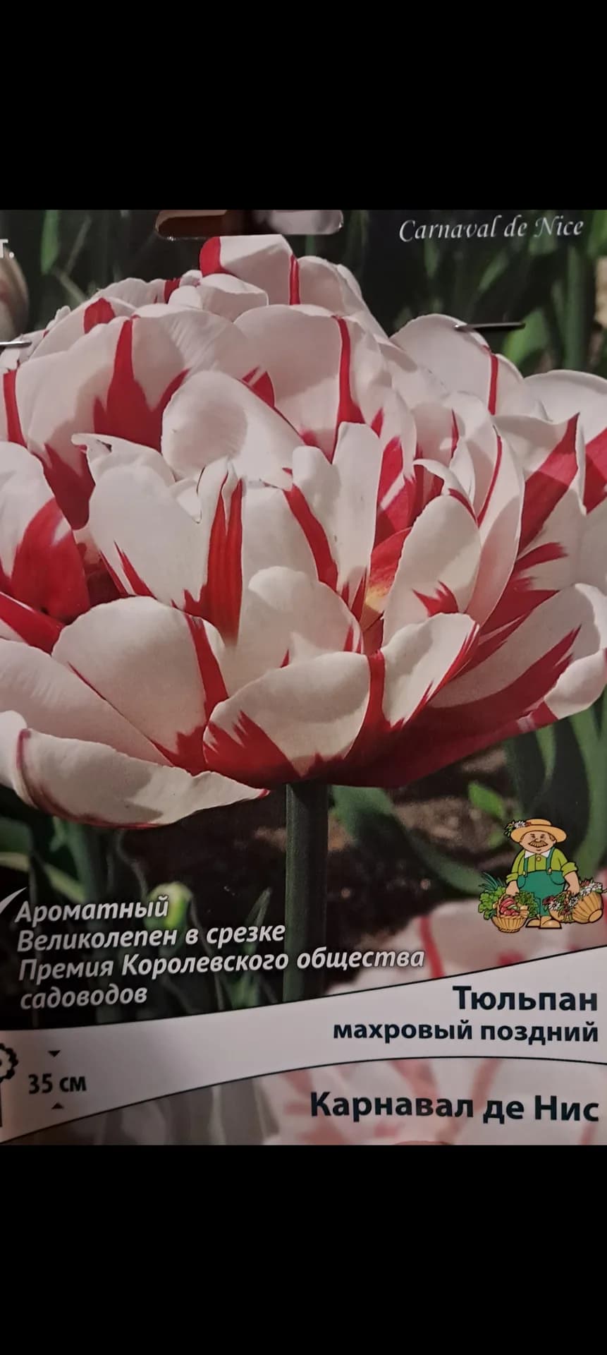 Карнавал де Найс - махровые и не только.