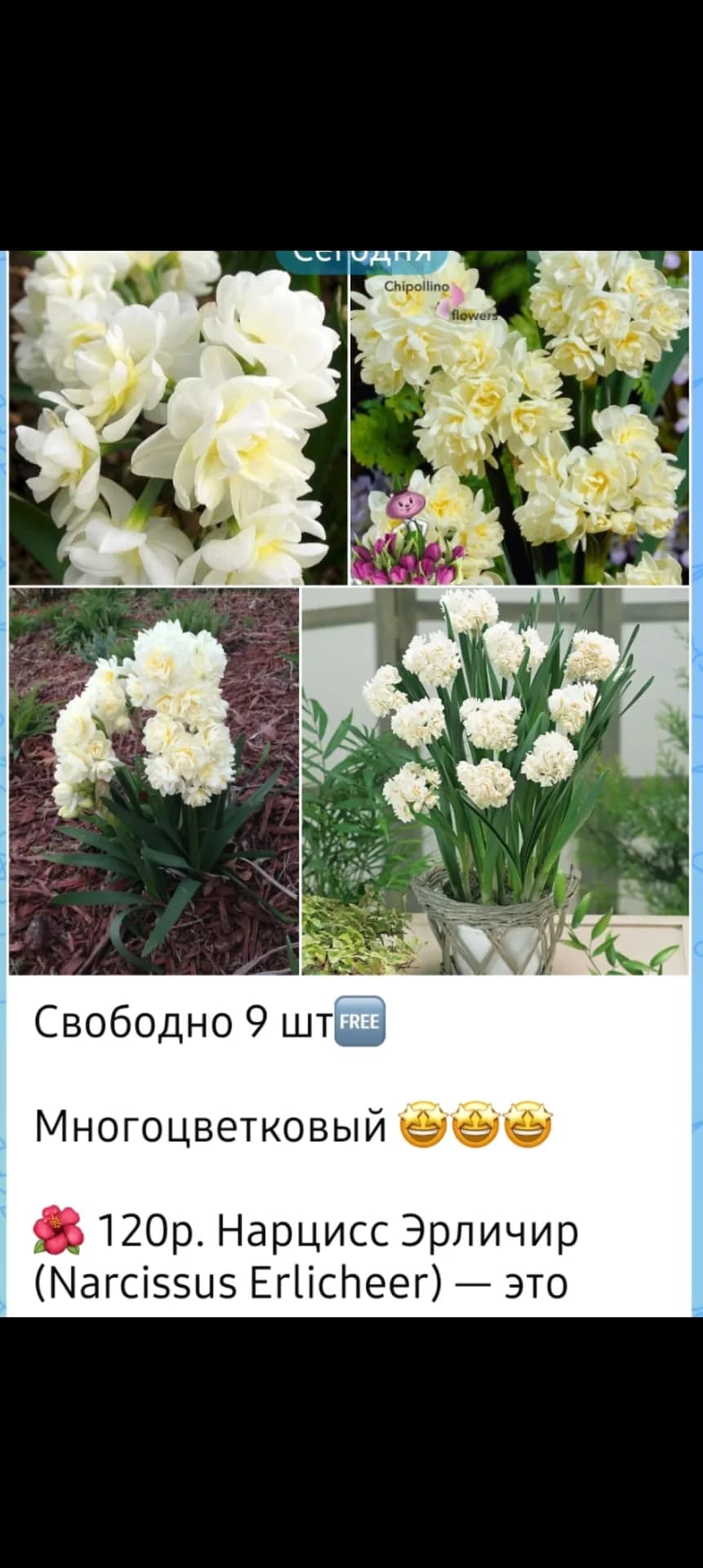 Еще одна покупочка, нарцисс Эрличир многоцветковый и гиацинтоидес.