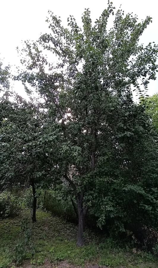 Сливы в моём старом саду
