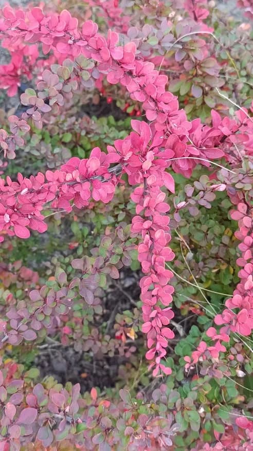 Осенние зарисовки из сада
