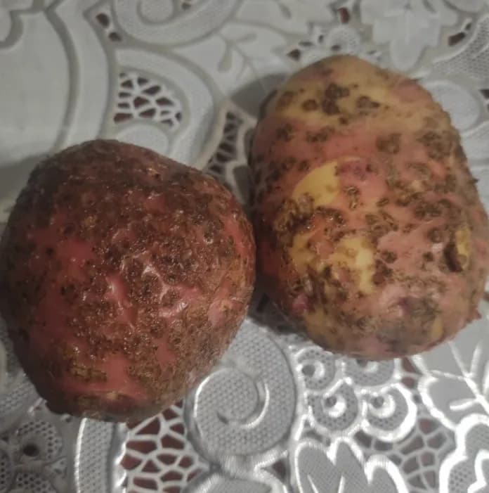 Парша на картофеле: откуда берётся и что делать