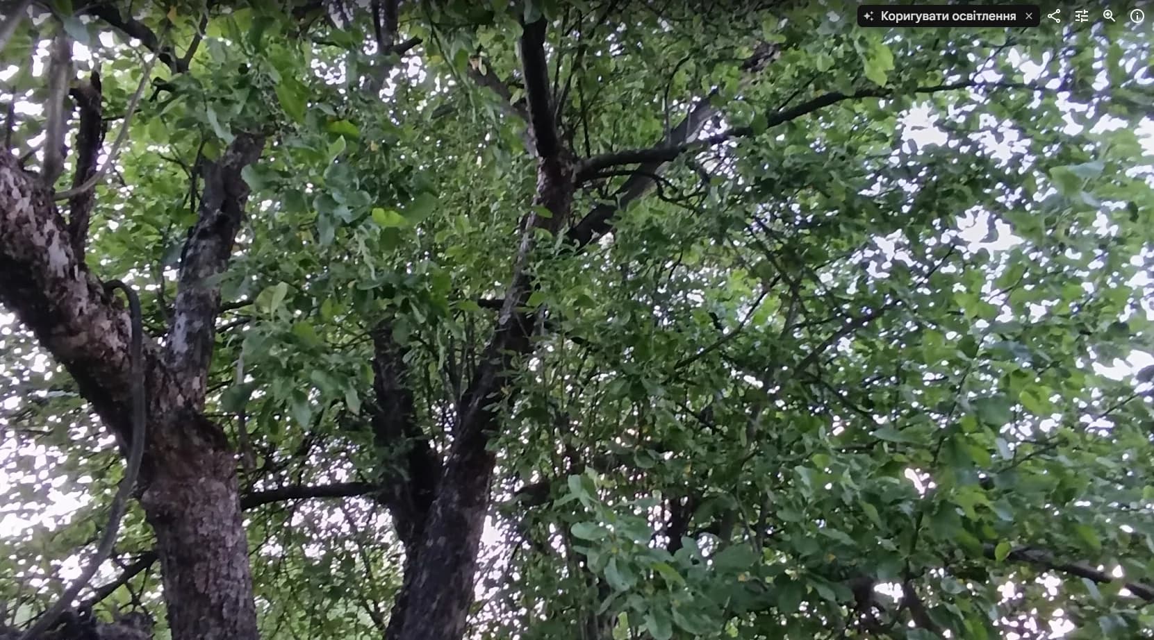 Яблоня домашняя (Malus domestica), сорт неизвестен