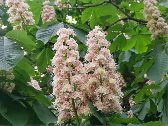 Растения для удачи, версия для сада