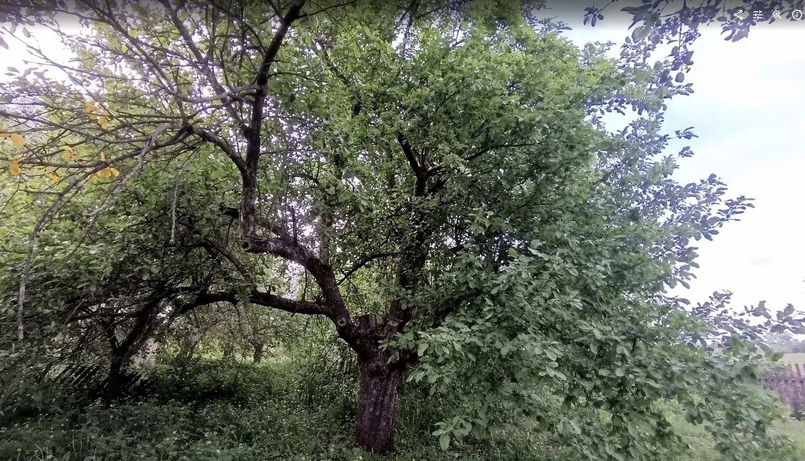 Яблоня домашняя (Malus domestica), сорт неизвестен