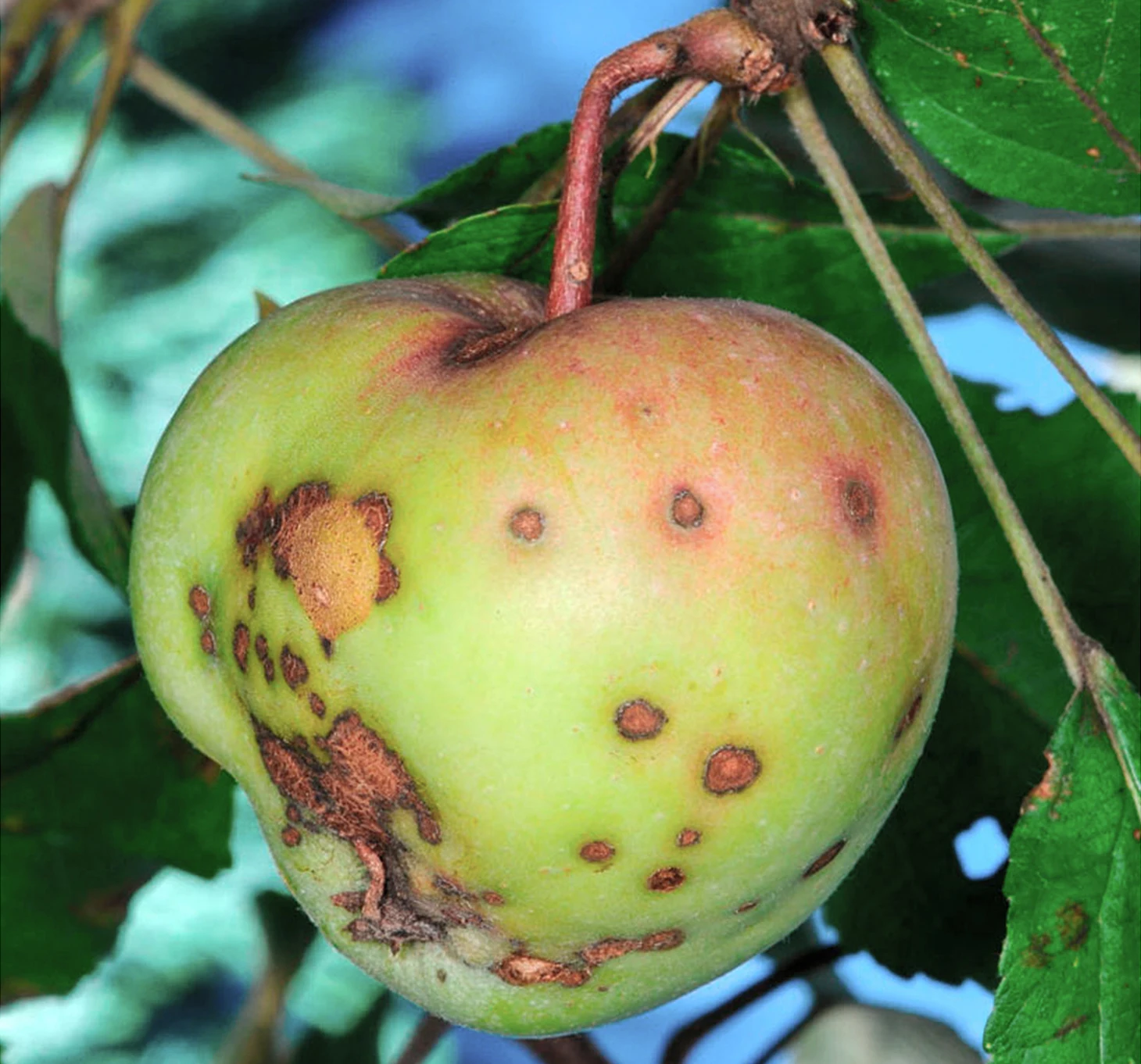 banner_bolezni_rastenii_parsha_agroretail_1.jpg
