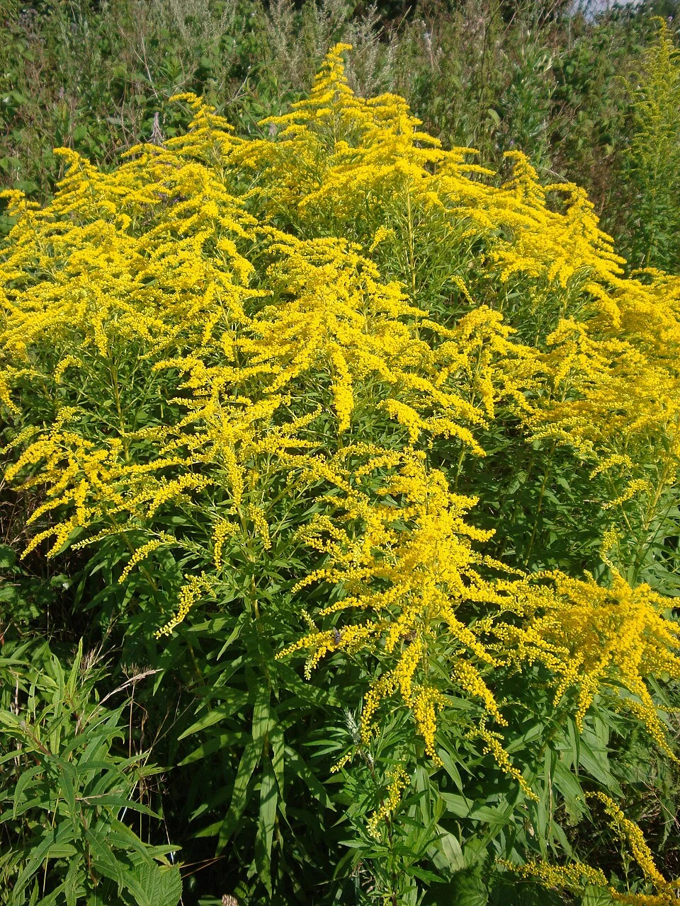 Nature_of_Minsk_-_flowers_-_23_July_2014_AD.JPG