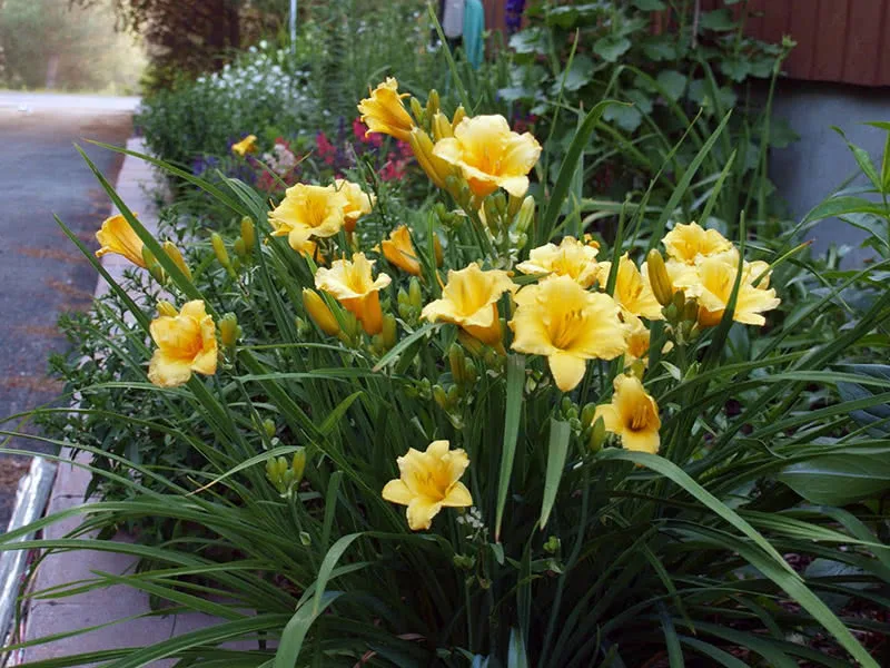 hemerocallis2_3stella.jpg