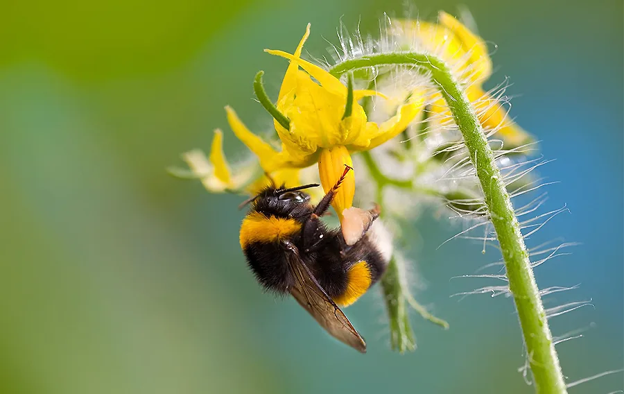 1-bumblebee_765.jpg
